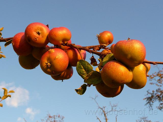 Reife Apfel.JPG